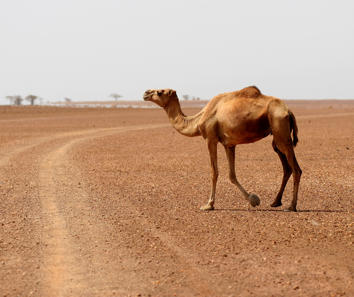 Pastoralist community in Marsabit County