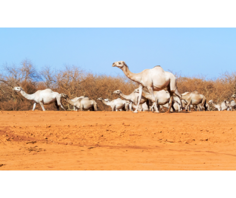 Resilient livelihoods